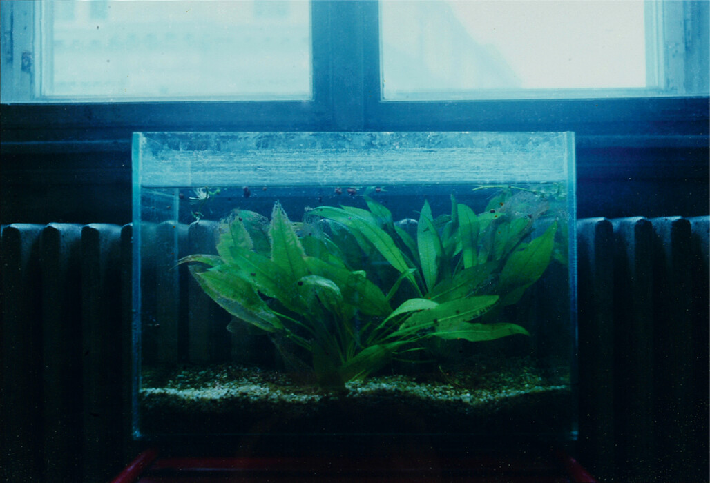 Gábos Kálmán (1953-2010) Akvárium, 1979