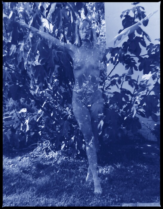 Salföldi fügefánk, 2015